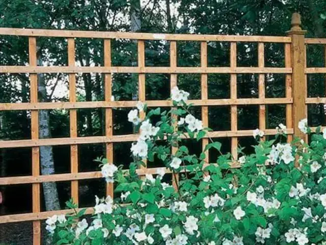 Trellis & Decorative