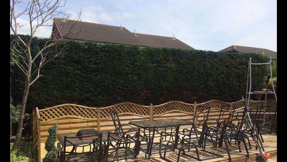 Conifer reduction after