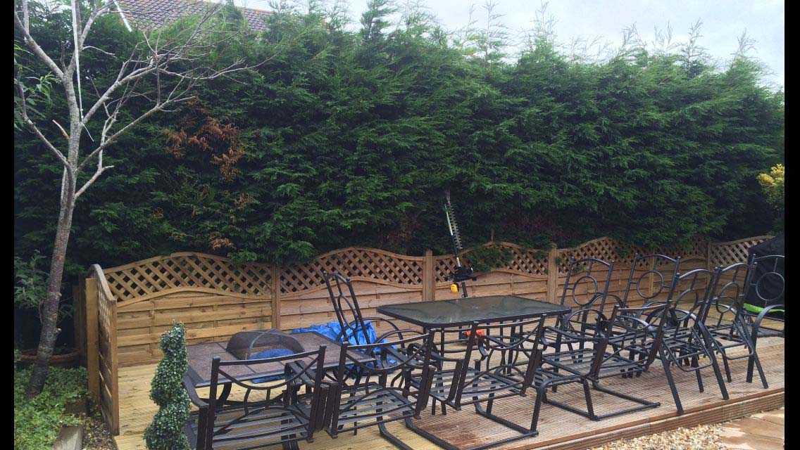 Conifer reduction before