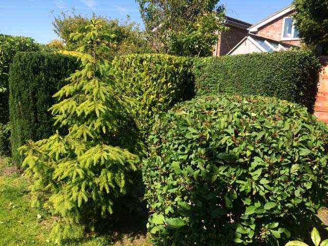 Cutting back Various shrubs
