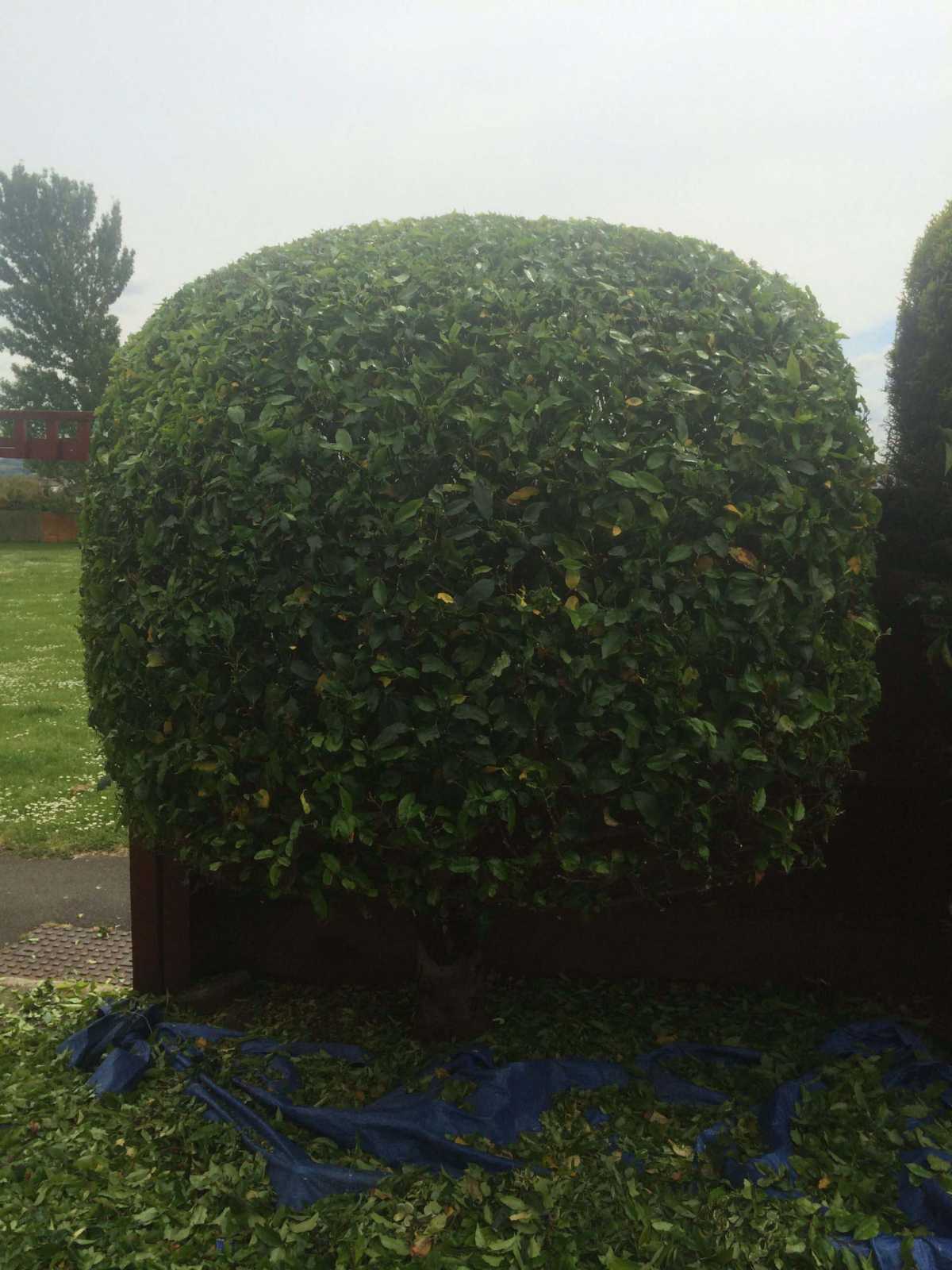Reshaping Shrub