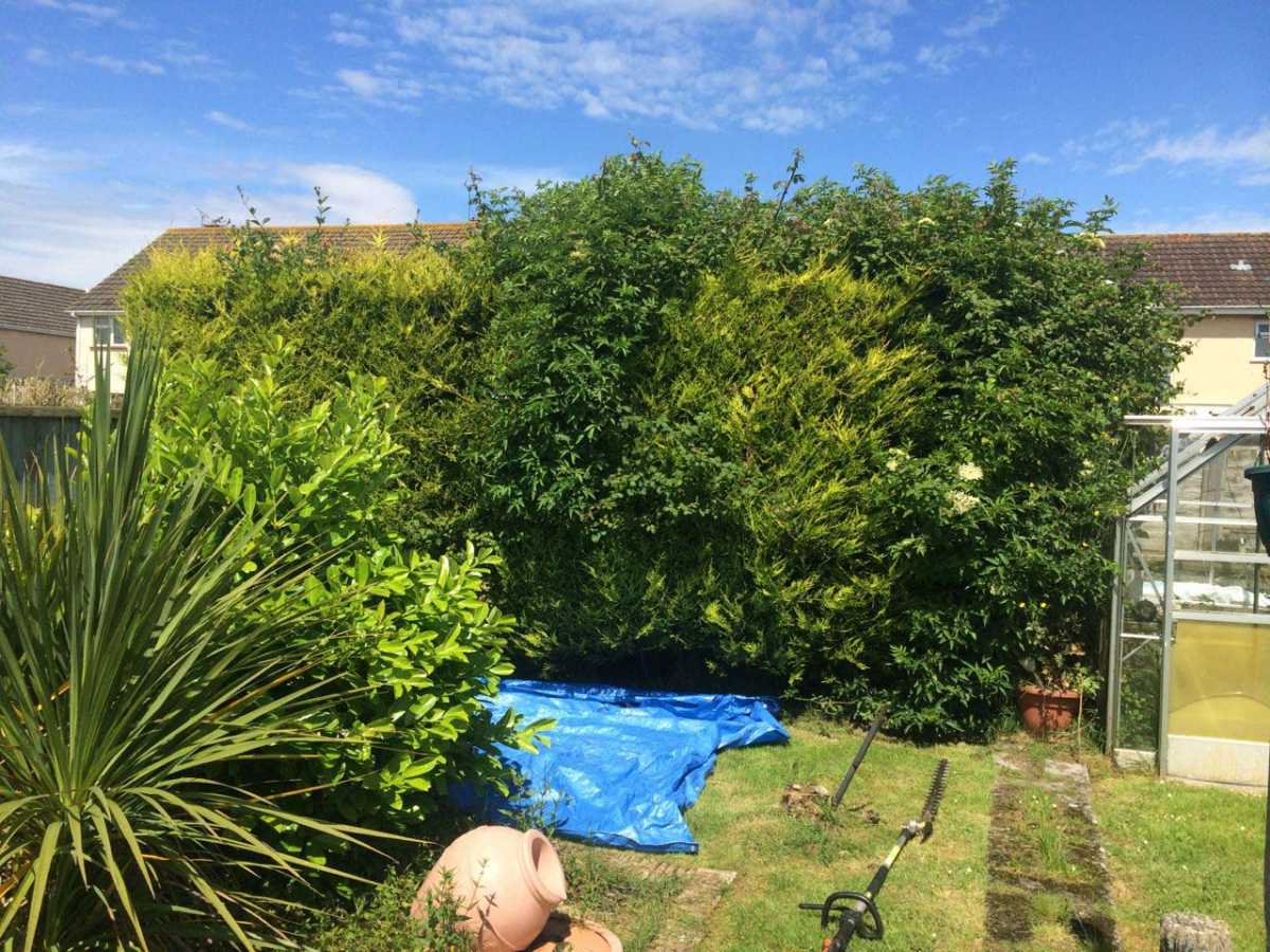 Conifer Reducton / Trimming Before