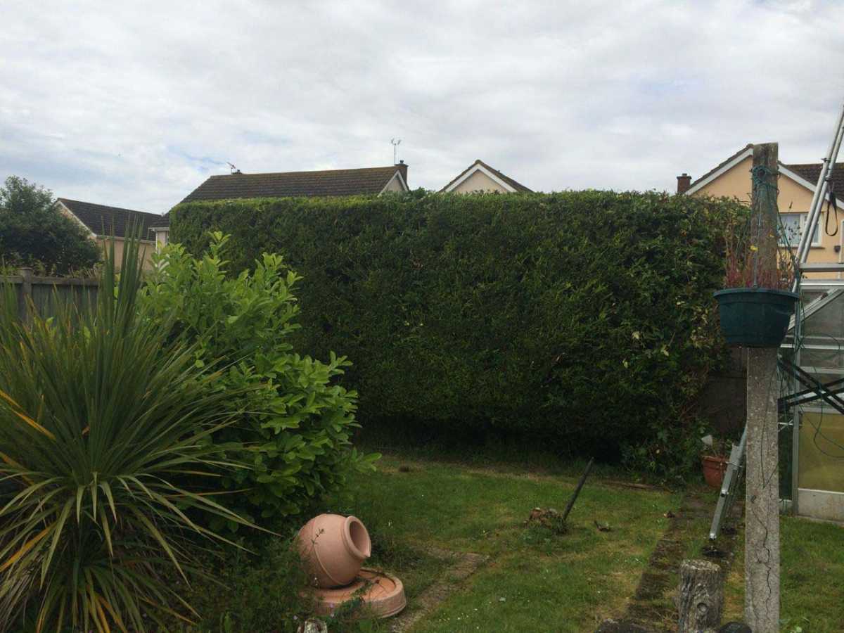 Conifer Reducton / Trimming After