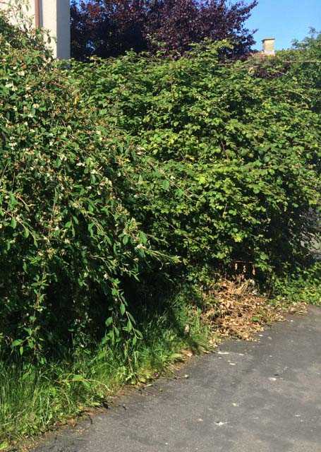 Bramble Clearance before