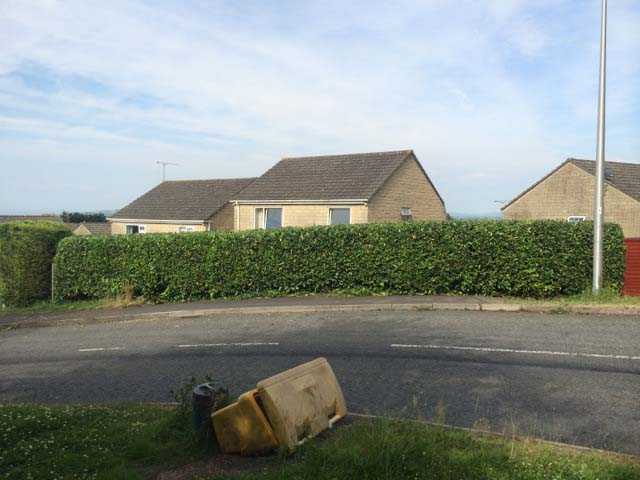 Laurel Hedge Reduction After