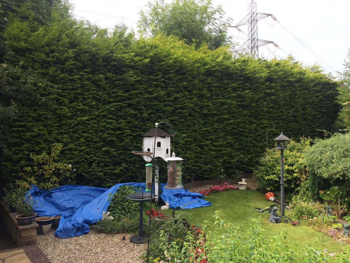 Conifer reduction before