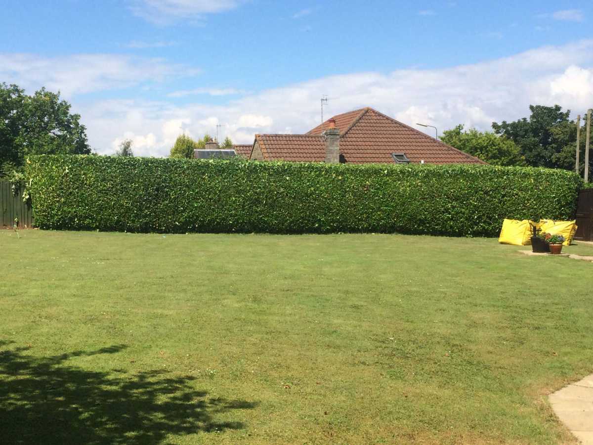 Laurel hedge reduction after