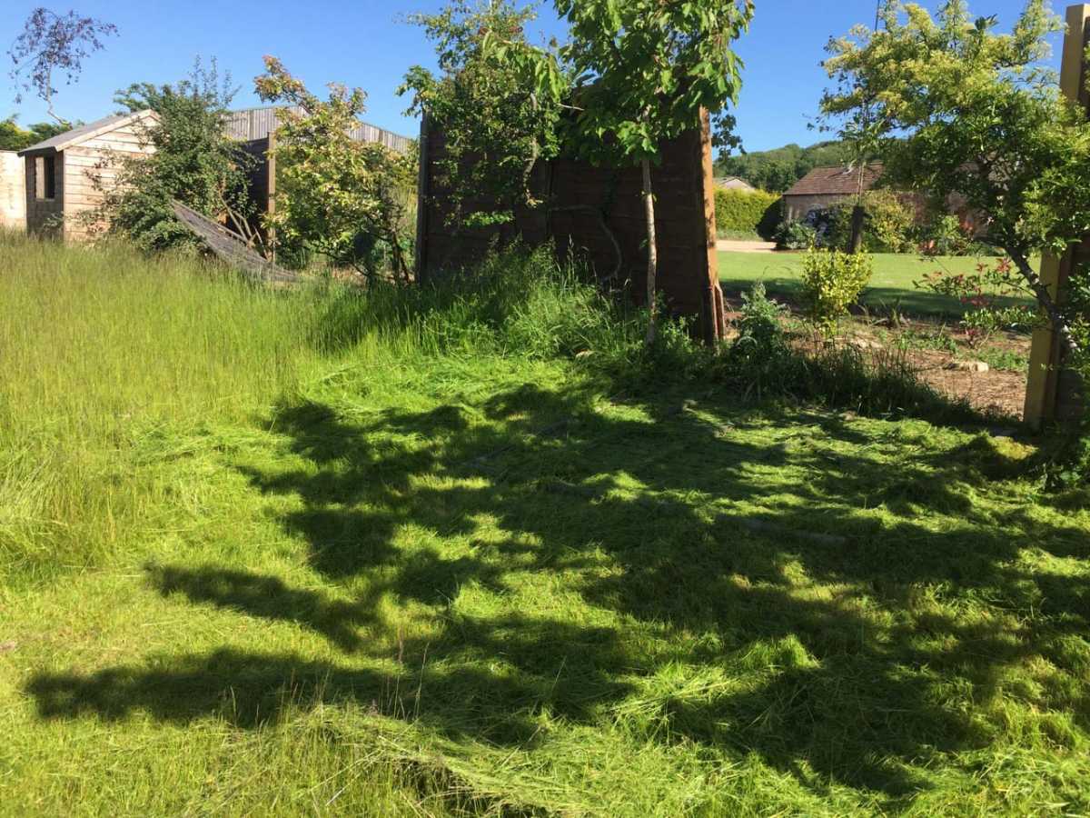Overgrown grass cutting during