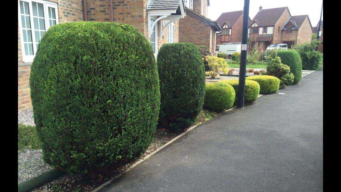 Shrub Shaping