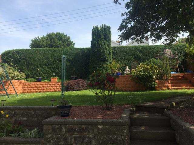 Tall privet Hedge Trimming after