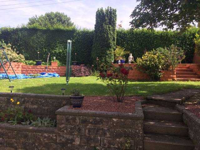 Tall privet Hedge Trimming before