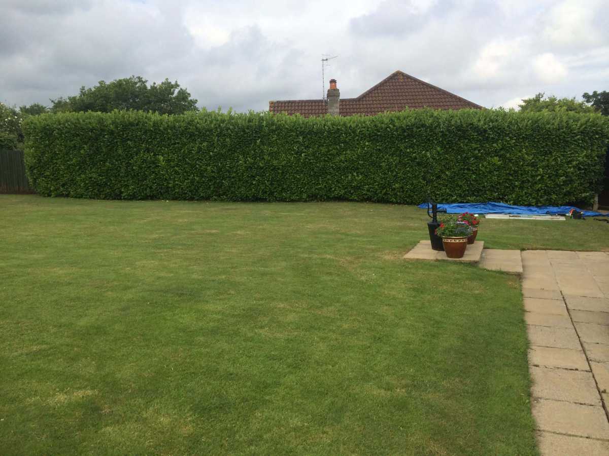 Laurel hedge reduction before