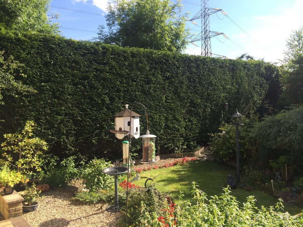 Conifer reduction after