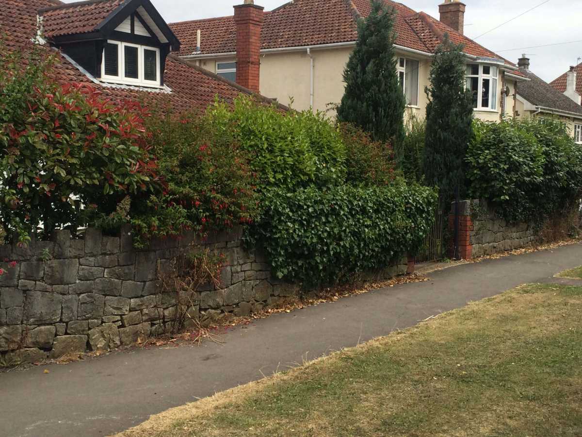 Hedge and Shrub Reduction before